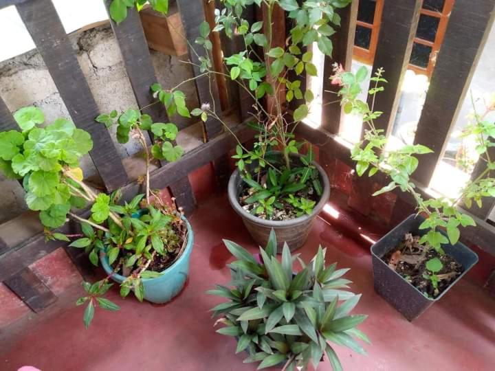 Ask Homestay Ella Luaran gambar